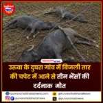 बिजली तार की चपेट में आने से 3 भैंसों की मौत