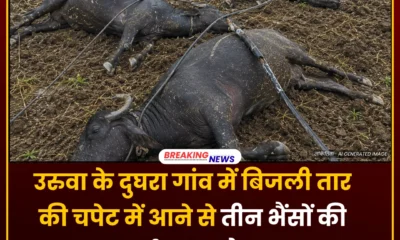 बिजली तार की चपेट में आने से 3 भैंसों की मौत