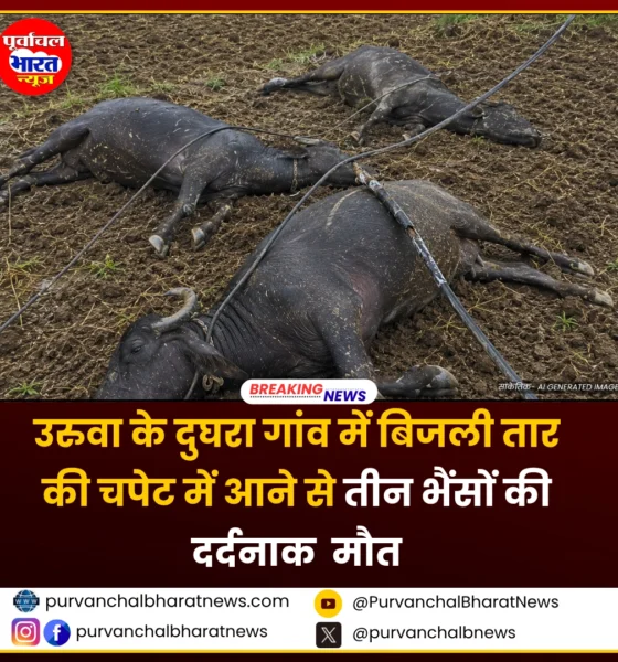 बिजली तार की चपेट में आने से 3 भैंसों की मौत