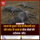 बिजली तार की चपेट में आने से 3 भैंसों की मौत